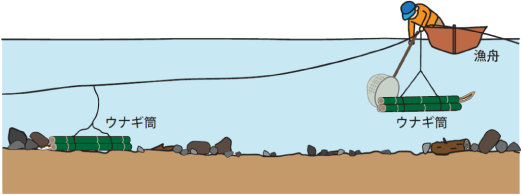 ウナギ筒漁模式図